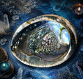 Maxi Coquille d'Ormeau (Abalone) - ALEATOIRE